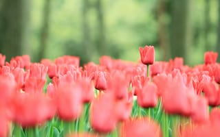 Картинка тюльпаны, стебли, яркие, весна, цветы, бутоны, красные, поляна