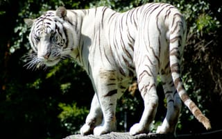 Картинка белый тигр, полосатый, красивый, хищник