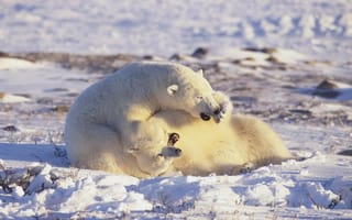 Обои белые медведи, Арктика, polar bears