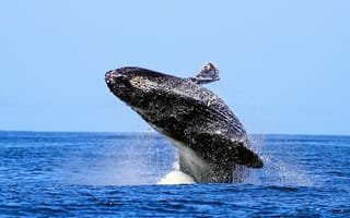 Обои humpback whale, горбатый кит, море, небо, брызги