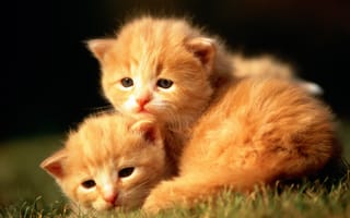 Обои cat, кошка, котенок, рыжий, кот, трава, котята