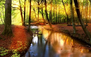 Картинка лес, солнце, деревья, река, листва, отражение