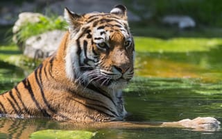 Картинка тигр, tiger, отдых, вода, пруд, купание
