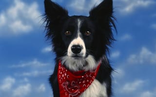 Картинка Собака, повязка, красиво, небо