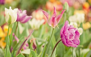 Обои Тюльпаны, весна, tulip, краски, яркие, цветы