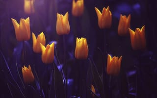 Картинка тюльпаны, размытость, цветы, жёлтые