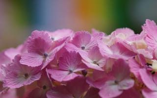 Картинка гортензия, розовая, цветок, макро