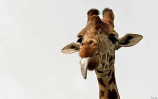Обои Жираф, язык, Giraffe