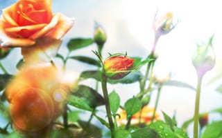 Картинка розы, оранжевые, ярко, лето