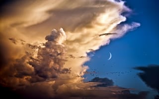 Картинка Небо, птицы, месяц, облака