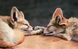 Картинка лисы, спят, двое, феник