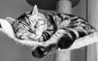 Картинка кот, мордашка, ч/б, спит, шерсть