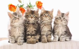 Картинка cat, котята, кошка, сидят, четверо