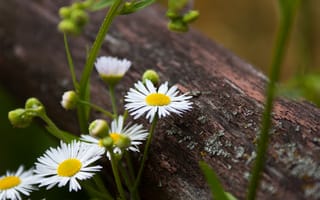 Картинка flower, nature, photo