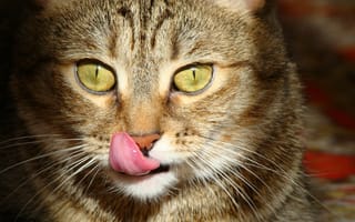 Картинка кошка, хищник, язык, взгляд, cat, animal, охота
