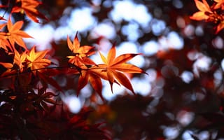 Картинка осень, листья, боке, размытость