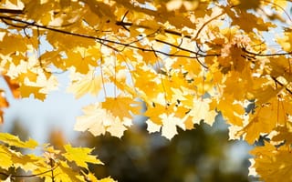 Картинка макро, осень, листья