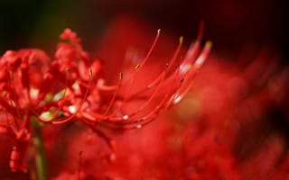 Картинка цветок, radiata, Lycoris, красный, размытость, макро