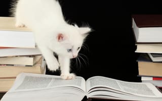 Картинка котёнок, книги, страницы, любопытство, голубоглазый