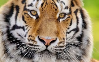 Картинка тигр, морда, взгляд