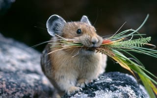 Обои Мышь, природа, мышонок, ситуация, трава