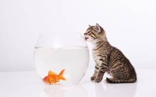 Картинка кот, котенок, забавный, рыбка, аквариум