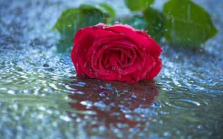 Обои цветок, красная, роза, дождь, вода, капли