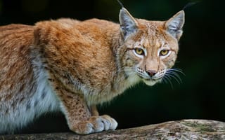 Картинка bobcat, lynx, хищник, рысь