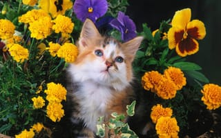 Обои cat, кот, кошка, цветы