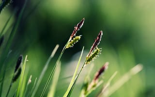 Картинка зелень, serenity, трава