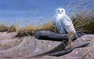 Картинка Wilhelm J. Goebel, Against the Wind, сова, сухая трава, живопись, бревно, птицы, песок