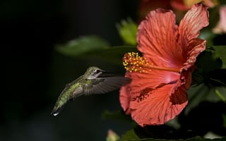 Обои птица, гибискус, колибри, цветок, макро