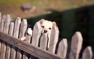 Картинка собака, забор, взгляд