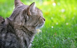 Картинка кошка, кот, лежа, зелень, котэ, трава, газон