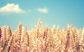 Картинка поле, пшеница, злаки, колосья, небо, колоски