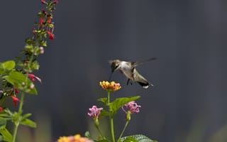 Обои птица, цветы, нектар, колибри