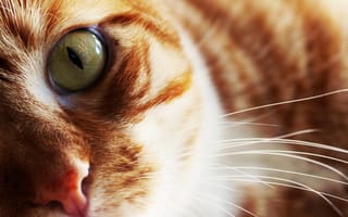 Картинка Кошка, усы, глаз, взгляд, рыжая, шерсть