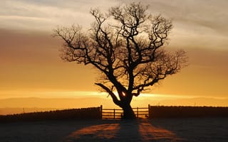 Картинка закат, свет, дерево, солнце, Англия, fellsiders Photography, Eden Valley