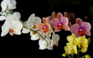 Картинка орхидеи, орхидея, цветок, красивые, букет, природа, нежные, цветы