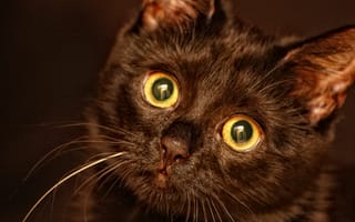 Картинка котенок, нос, усы, взгляд, черный, глаза