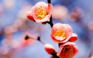 Картинка абрикос, небо, ветка, весна, три цветка