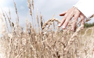 Обои трава, рука, свет, человек, пальцы, поле, небо