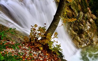 Картинка листья, дерево, поток, камни, река, вода, водопад