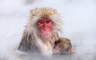 Картинка природа, Snow monkey, Nagano, Japan