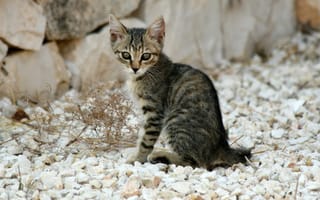 Обои cat, котенок, полосатый, камни, кошка, кот, серый