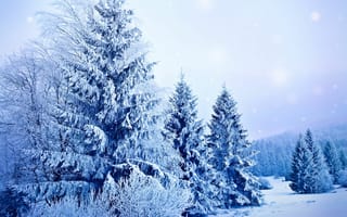 Картинка зима, елки, снег, деревья, мороз, природа, ели, ёлки