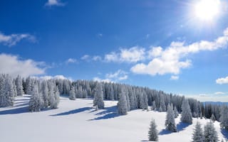 Обои зима, деревья, солнце, лес, снег