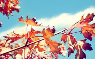 Картинка осень, клен, солнечно, ветка, листья, дерево, сухие