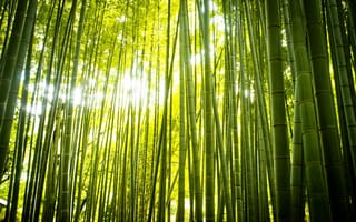 Картинка природа, бамбук, лес