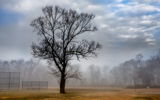 Картинка пейзаж, court, туман, дерево